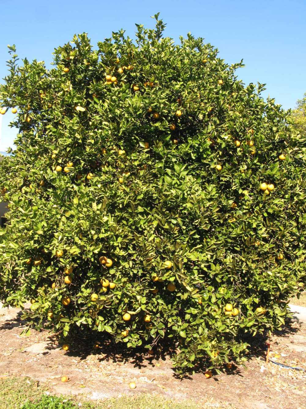              Habit (Winter Haven, FL)       